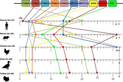 Structural and Virus Regulatory Insights Into Avian N6-Methyladenosine (m6A) Machinery